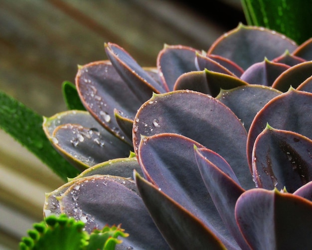 Photo close-up of succulent plant leaves