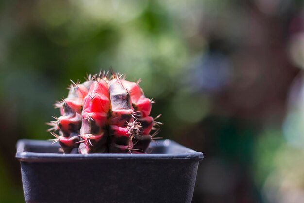 Foto prossimo piano di una pianta succulenta in vaso