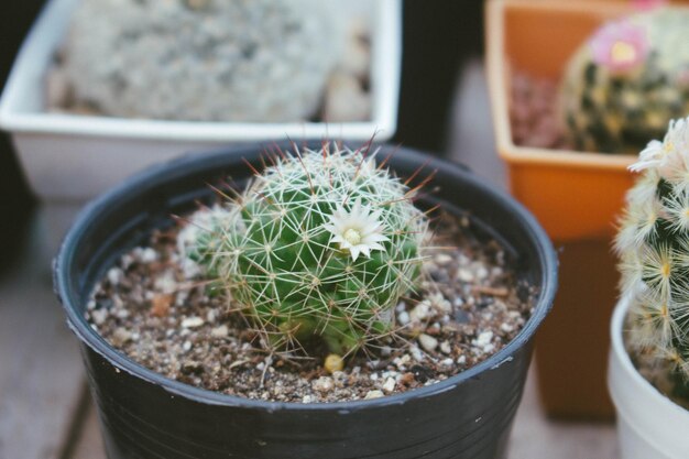 Foto close-up di una pianta succulenta in vaso