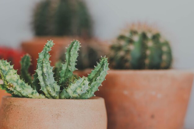 Close-up of succulent plant in pot