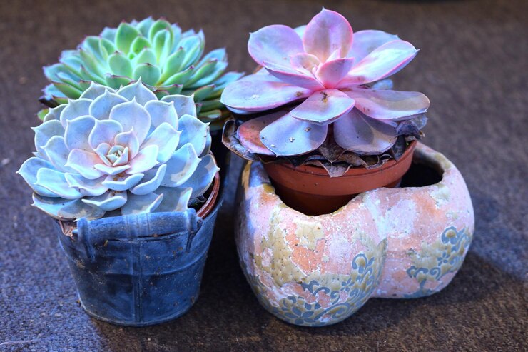 Photo close-up of succulent plant in pot