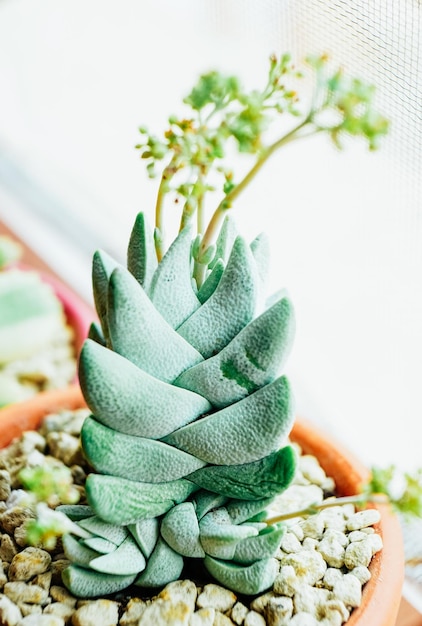 Photo close-up of succulent plant on table