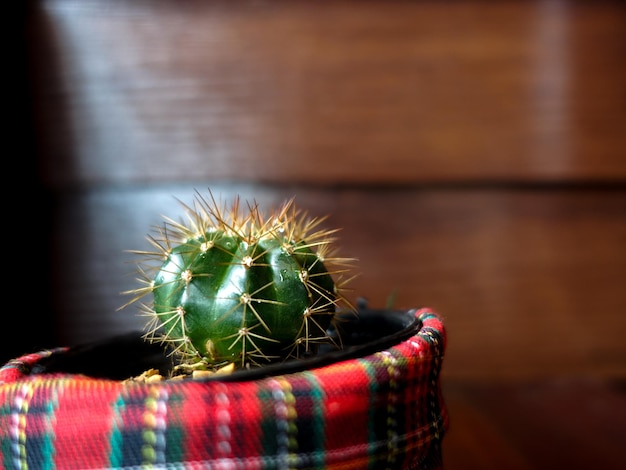 Foto prossimo piano di una pianta succulenta sul tavolo