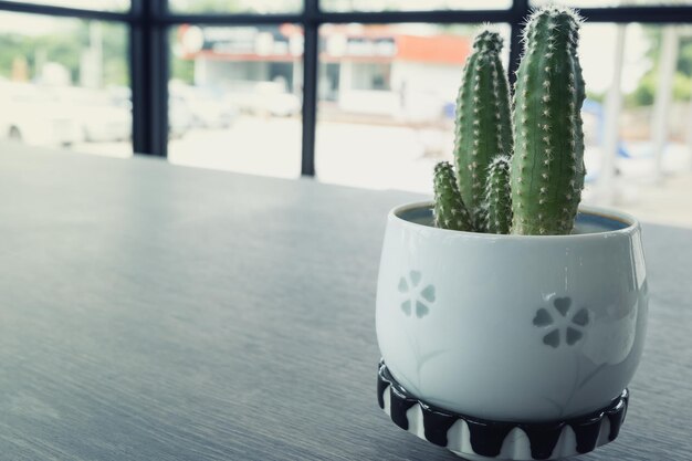 Photo close-up of succulent plant on table