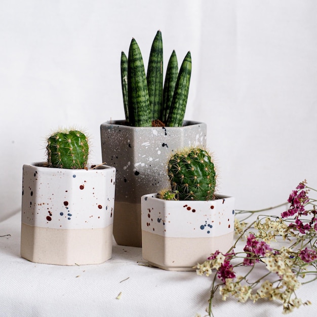 Photo close-up of succulent plant on table