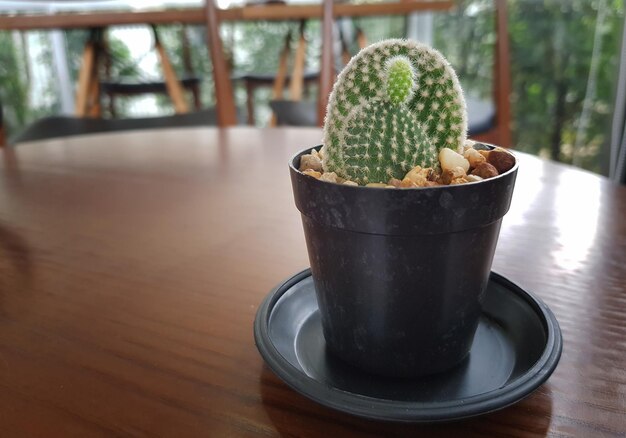 Close-up of succulent plant on table