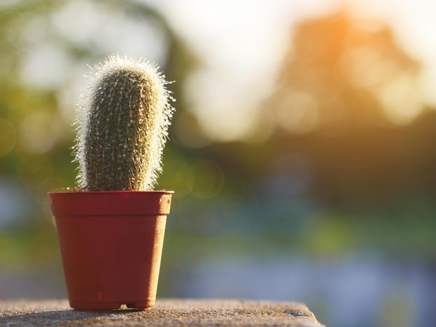 テーブルの上にあるサクセント植物のクローズアップ