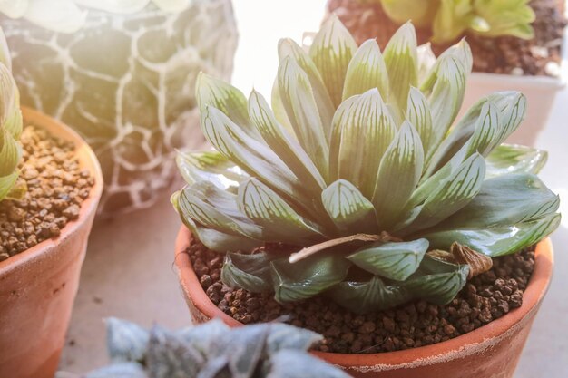 Foto prossimo piano di una pianta succulenta su tavola