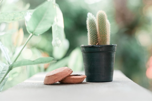 Close-up of succulent plant on table