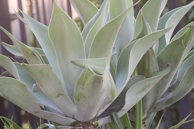 Photo close-up of succulent plant