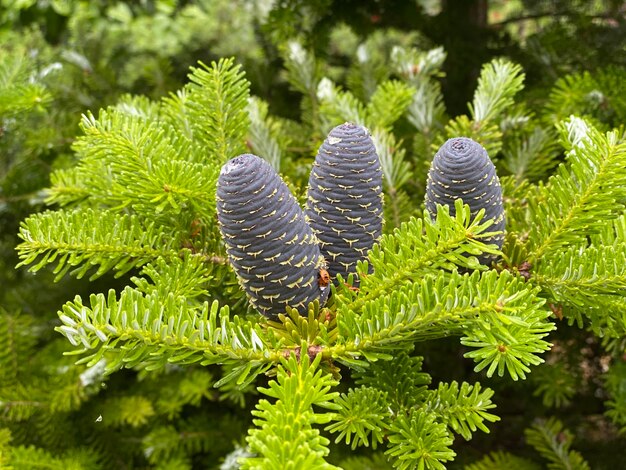 Photo close-up of succulent plant