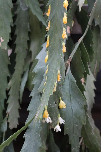 Foto prossimo piano di una pianta succulenta