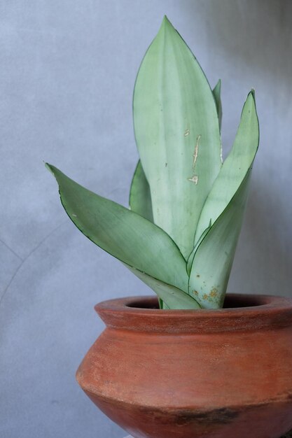 Close-up of succulent plant