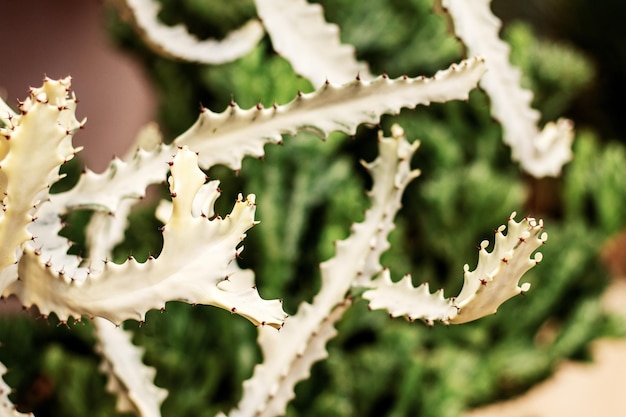 Close-up of succulent plant