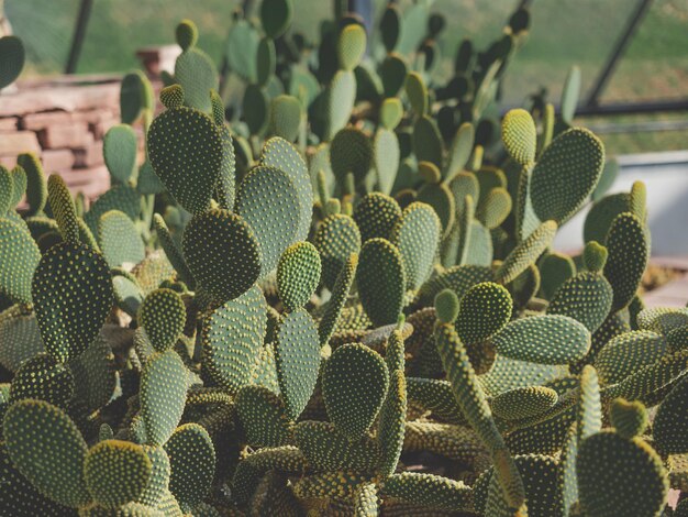 Photo close-up of succulent plant