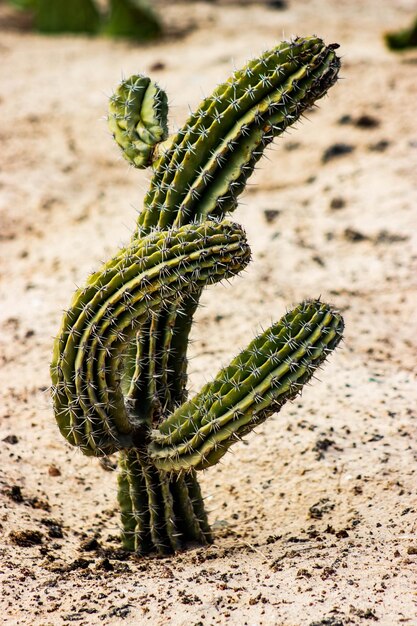 Photo close-up of succulent plant