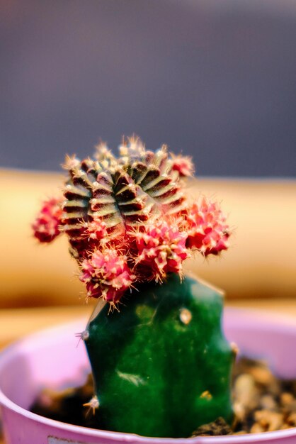 Photo close-up of succulent plant