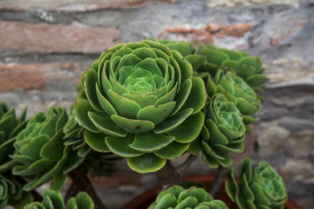 Foto prossimo piano di una pianta succulenta