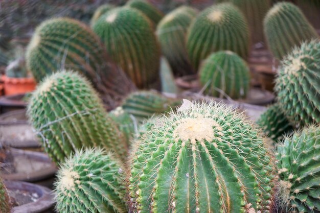 Close-up of succulent plant