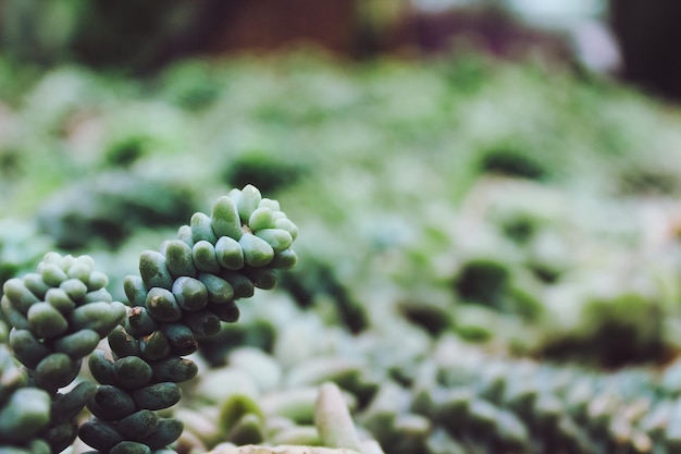 Foto prossimo piano di una pianta succulenta