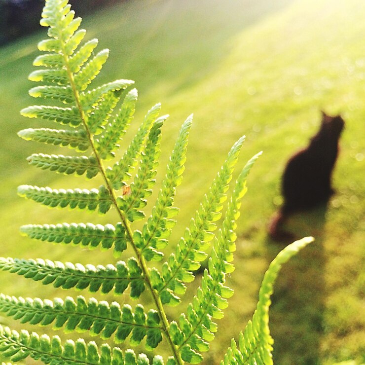Photo <unk>の植物のクローズアップ