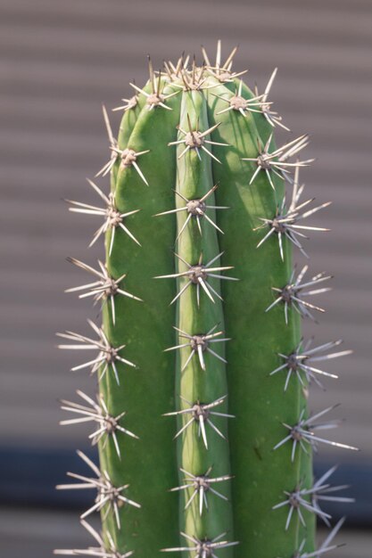 Photo close-up of succulent plant