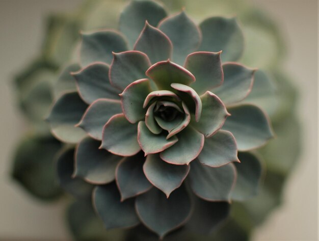 Foto close-up di una pianta succulenta