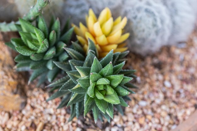 Foto prossimo piano di una pianta succulenta