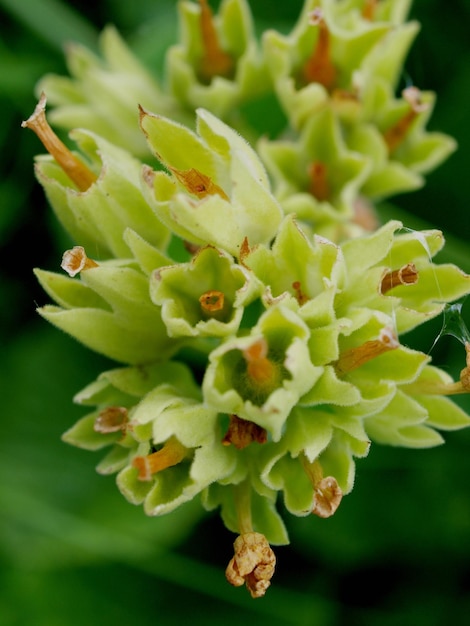 Close-up of succulent plant