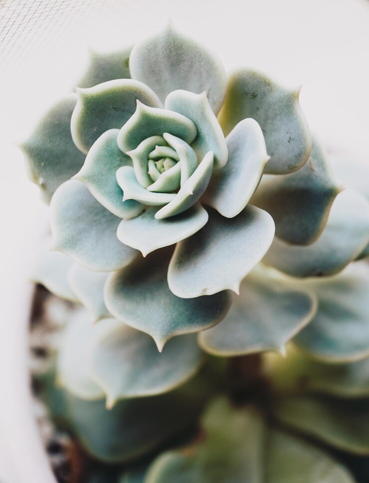 Photo close-up of succulent plant