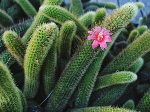 Photo close-up of succulent plant