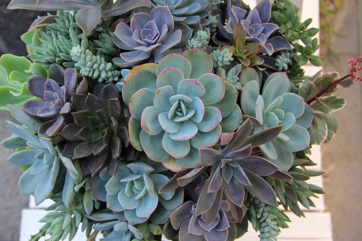 Photo close-up of succulent plant