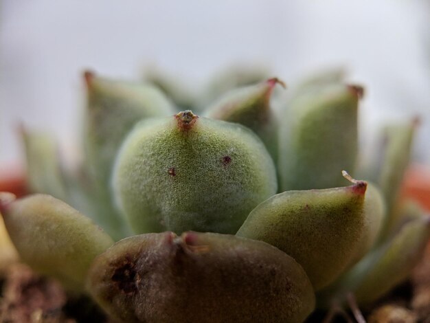 Photo close-up of succulent plant