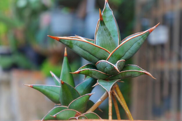 Photo close-up of succulent plant