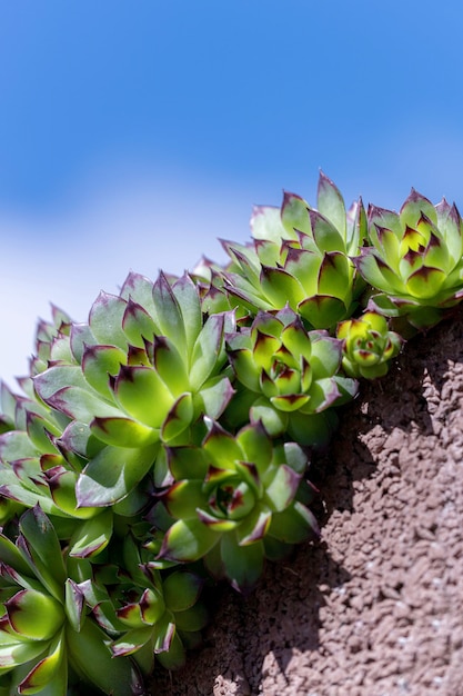 Close-up of succulent plant