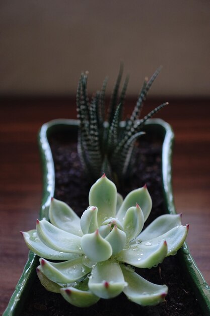 Foto prossimo piano di una pianta succulenta