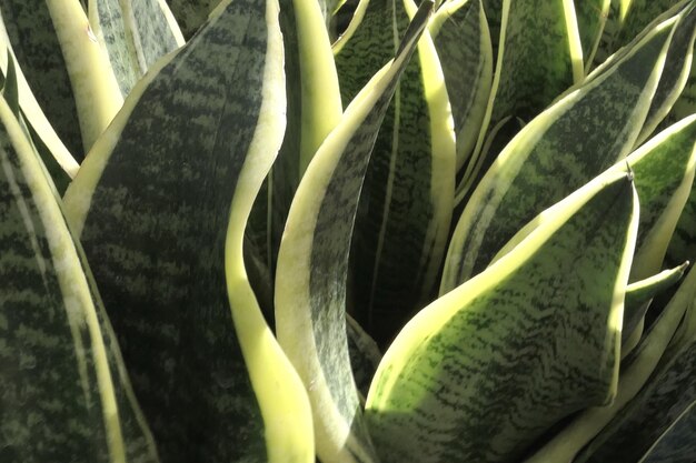 Photo close-up of succulent plant