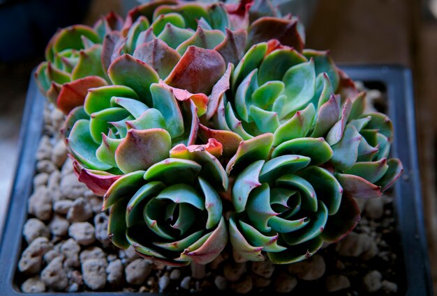 Close-up of succulent plant