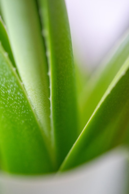 Foto prossimo piano di una pianta succulenta