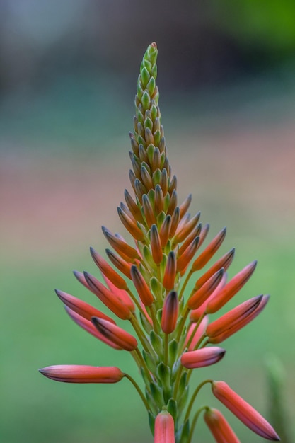 Close-up of succulent plant