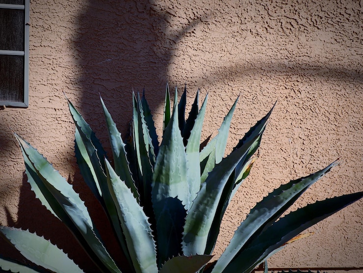 Photo <unk>の植物のクローズアップ