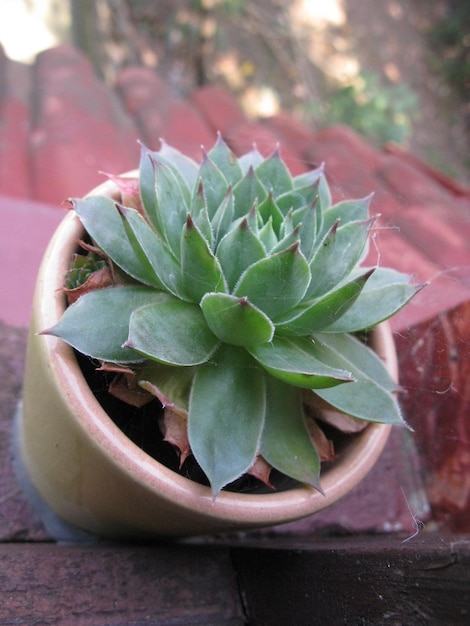 Photo close-up of succulent plant