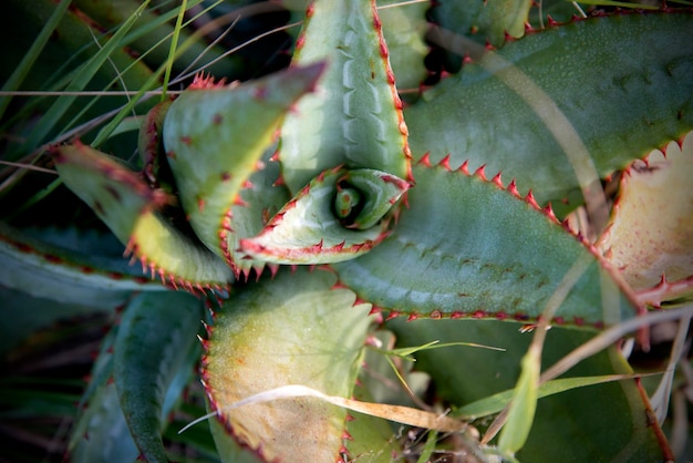 Foto prossimo piano di una pianta succulenta