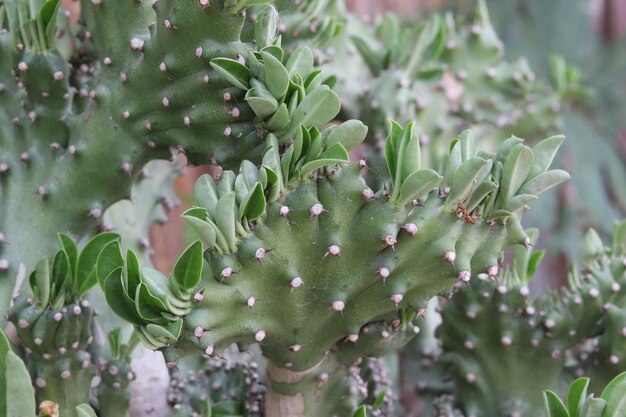 Photo close-up of succulent plant