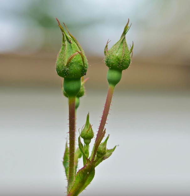 Photo close-up of succulent plant