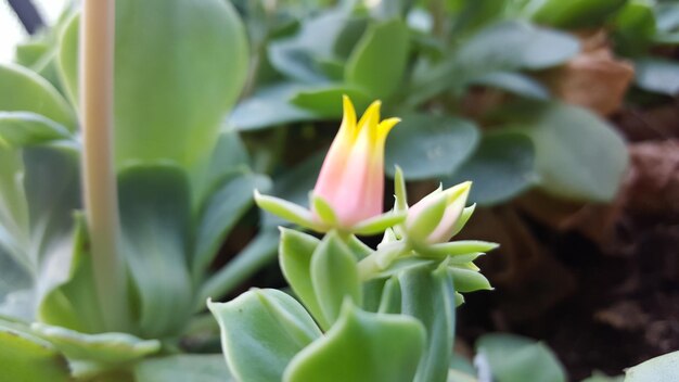 Close-up of succulent plant