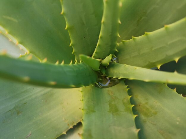 Close-up of succulent plant