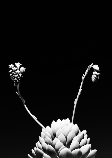 Photo close-up of succulent plant