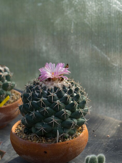 Foto prossimo piano di una pianta succulenta