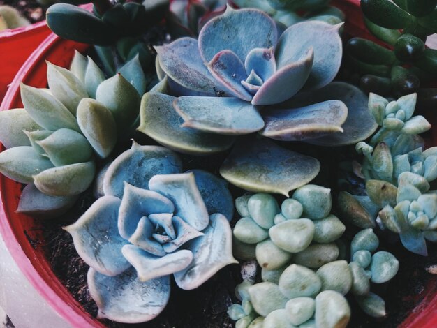 Foto prossimo piano di una pianta succulenta